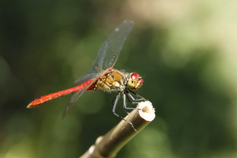 SYMPETRUM ROUGE SANG. odonates. LISE JALOUX